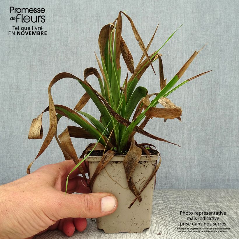 Spécimen de Luzule des bois - Luzula sylvatica Marginata Godet de 8/9 cm tel que livré en automne