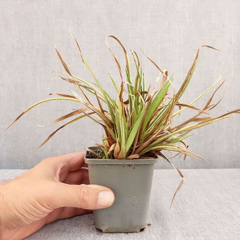Spécimen de Luzule des bois - Luzula sylvatica Surprise Godet de 8/9 cm tel que livré en automne