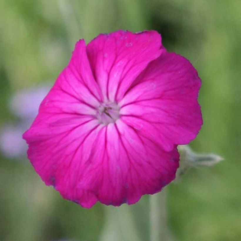 Lychnis coronaria - Coquelourde des Jardins (Floraison)