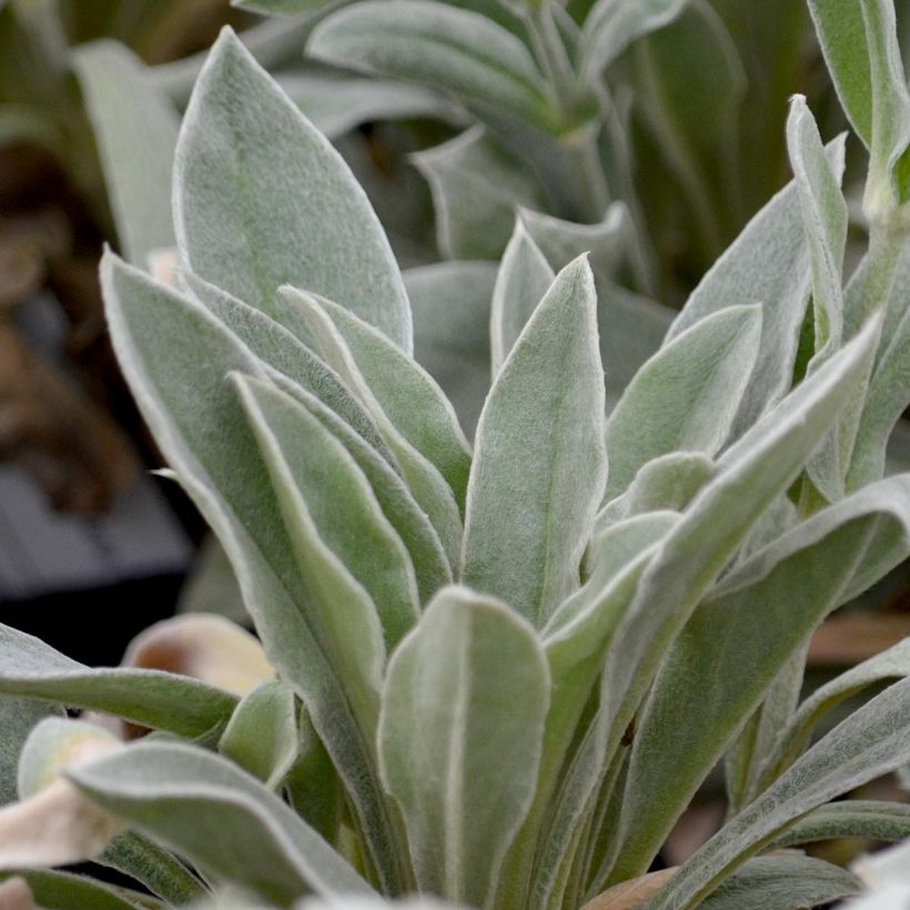 Lychnis coronaria Alba - Coquelourde des jardins blanche (Feuillage)