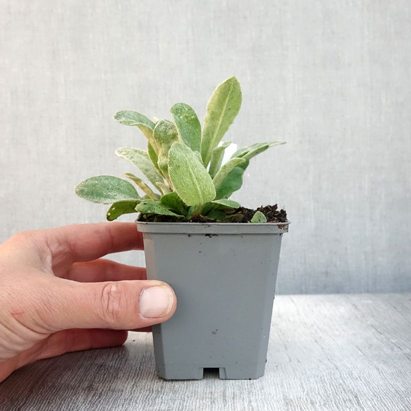 Spécimen de Lychnis coronaria Atrosanguinea - Coquelourde des Jardins Godet de 8/9 cm tel que livré en automne