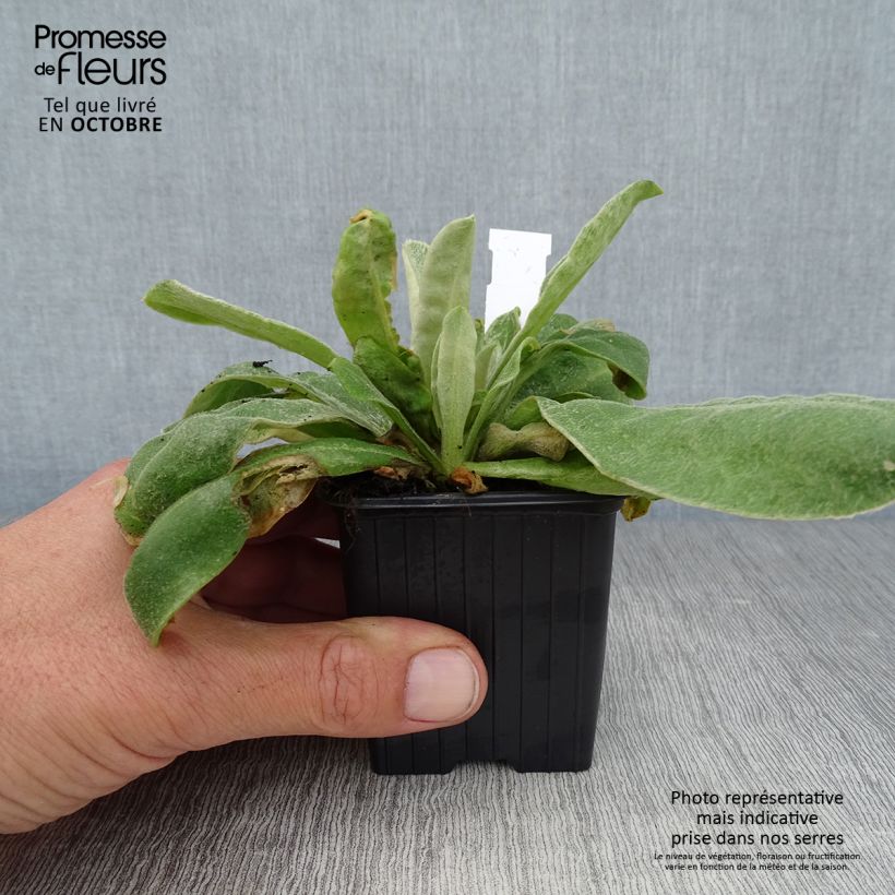 Spécimen de Lychnis coronaria - Coquelourde des Jardins Godet de 8/9 cm tel que livré en automne