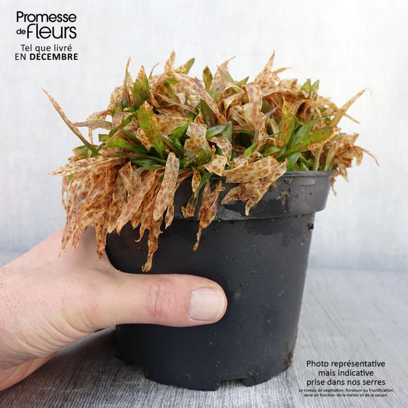 Spécimen de Lychnis flos cuculi Jenny - Oeillet des prés rose  Pot de 2L/3L tel que livré en automne
