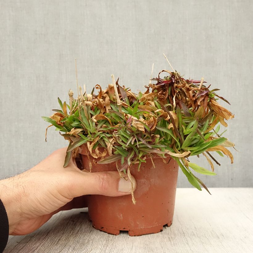 Spécimen de Lychnis flos-cuculi Petit Henri - Oeillet des prés blanc Pot de 1,5L/2L tel que livré en automne