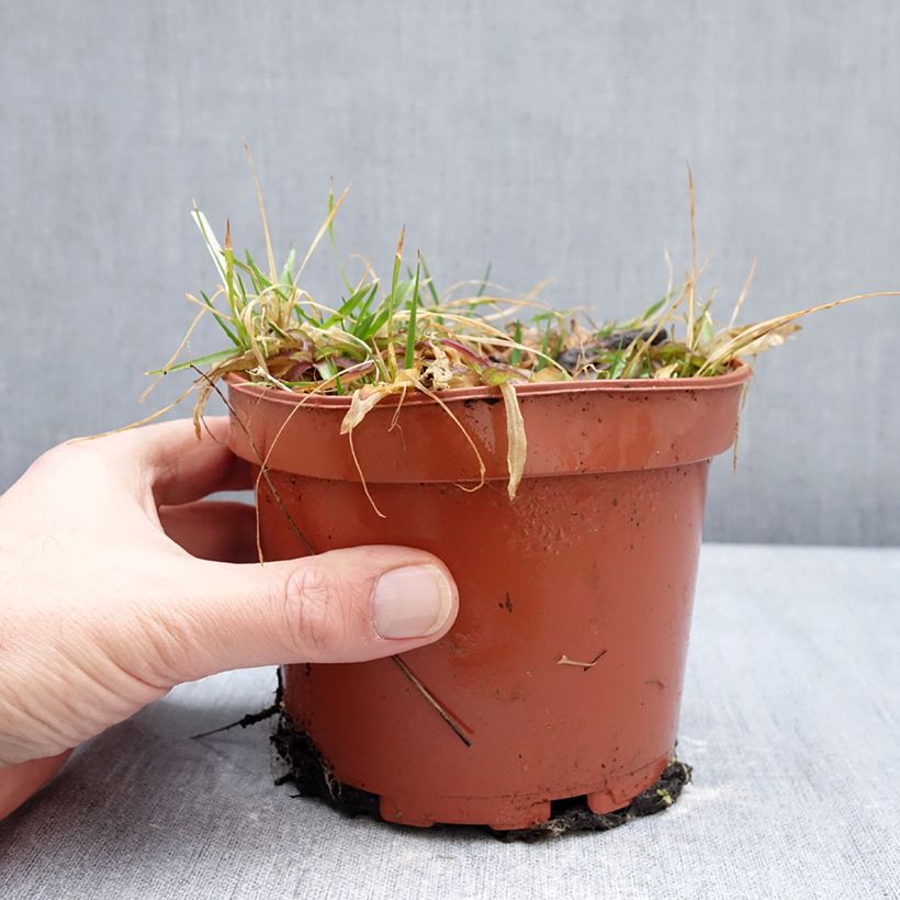 Spécimen de Lychnis flos-cuculi Petit Henri - Oeillet des prés blanc Pot de 1,5L/2L tel que livré en hiver