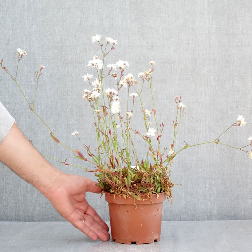 Spécimen de Lychnis flos-cuculi Petit Henri - Oeillet des prés blanc Pot de 1,5L/2L tel que livré au printemps