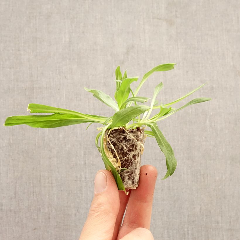 Spécimen de Lychnis flos cuculi Petite Jenny - Oeillet des prés Mini-motte Ø 3/4 cm tel que livré au printemps