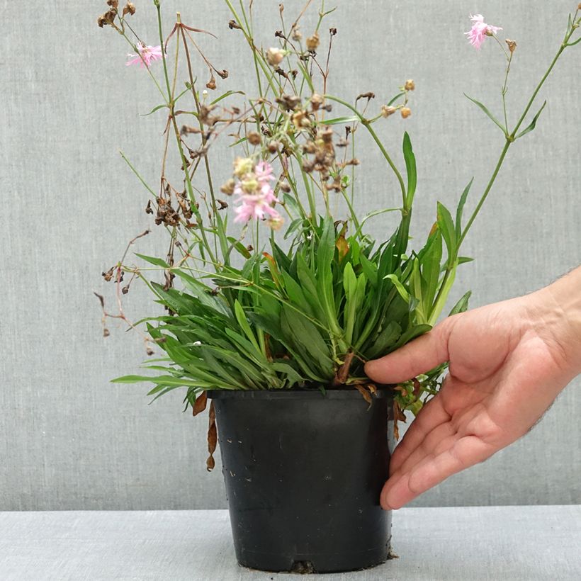 Spécimen de Lychnis flos cuculi Petite Jenny - Oeillet des prés Pot de 2L/3L tel que livré en été