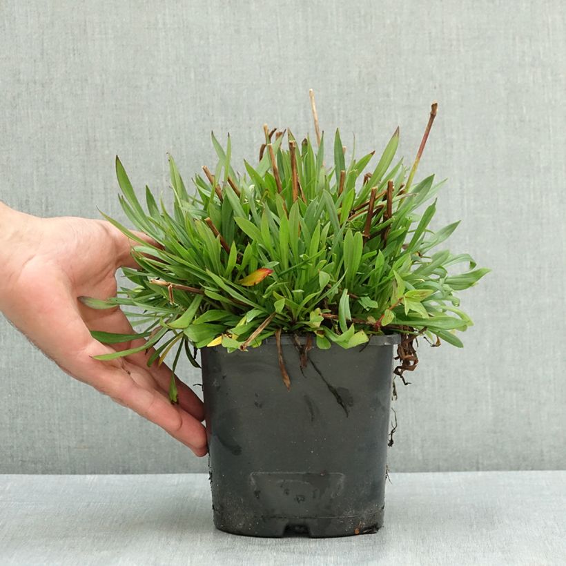 Spécimen de Lychnis viscaria Plena - Attrape-mouches à fleurs doubles Pot de 2L/3L tel que livré en été