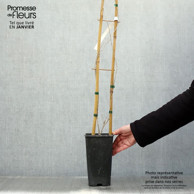 Spécimen de Lycium chinensis - Goji de Chine Pot de 2L/3L tel que livré en hiver