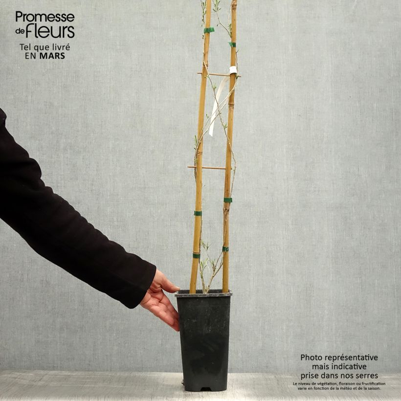 Spécimen de Lycium chinensis - Goji de Chine Pot de 2L/3L tel que livré au printemps