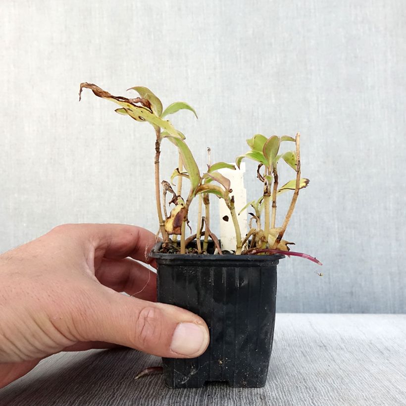 Spécimen de Lys orchidée - Tricyrtis formosana Autumn Glow Godet de 8/9 cm tel que livré en automne