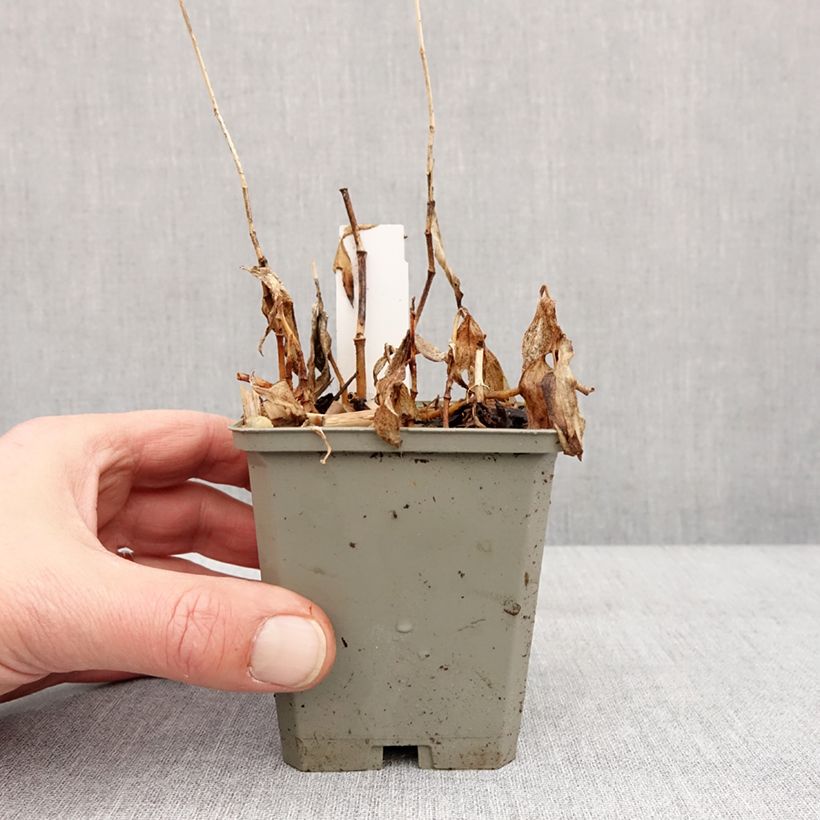 Spécimen de Lys orchidée - Tricyrtis formosana Autumn Glow Godet de 8/9 cm tel que livré en hiver