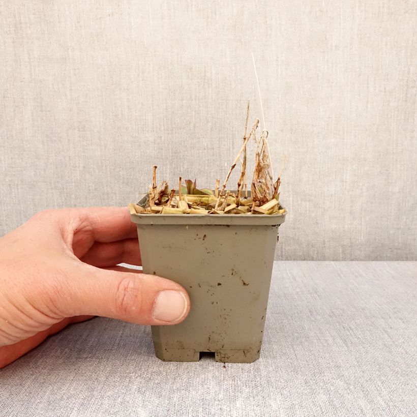 Tricyrtis formosana Autumn Glow Vasetto da 8/9 cm esemplare consegnato in primavera