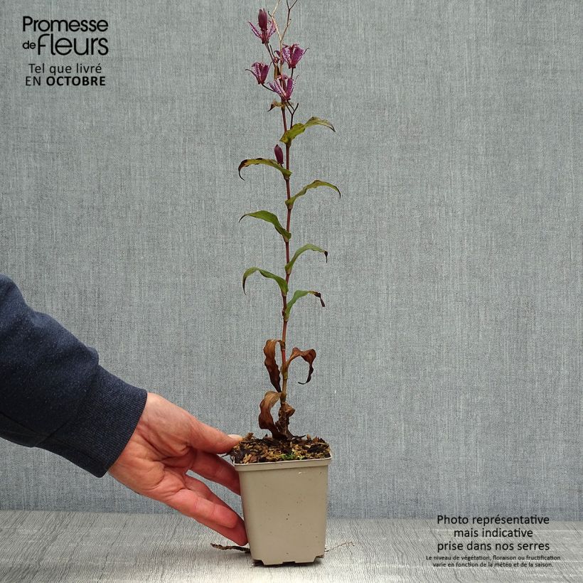 Spécimen de Lys orchidée - Tricyrtis formosana Dark Beauty Godet de 8/9 cm tel que livré en automne