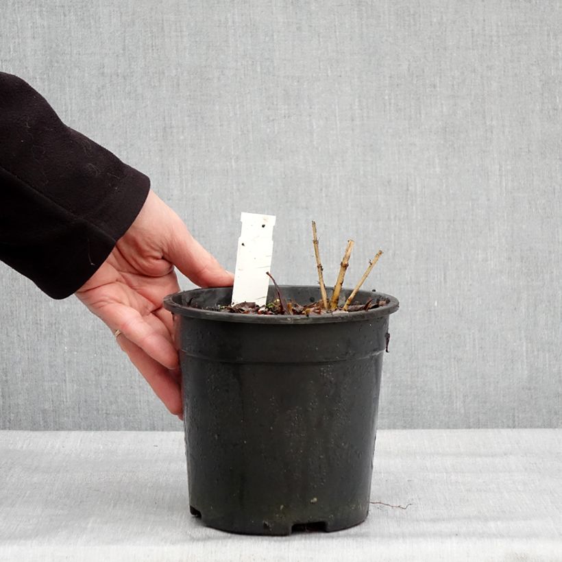 Spécimen de Lys orchidée - Tricyrtis formosana Dark Beauty Pot de 2L/3L tel que livré en hiver