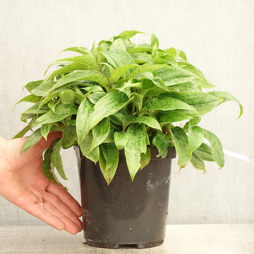 Spécimen de Lys orchidée - Tricyrtis formosana Pink Freckles Pot de 2L/3L tel que livré au printemps