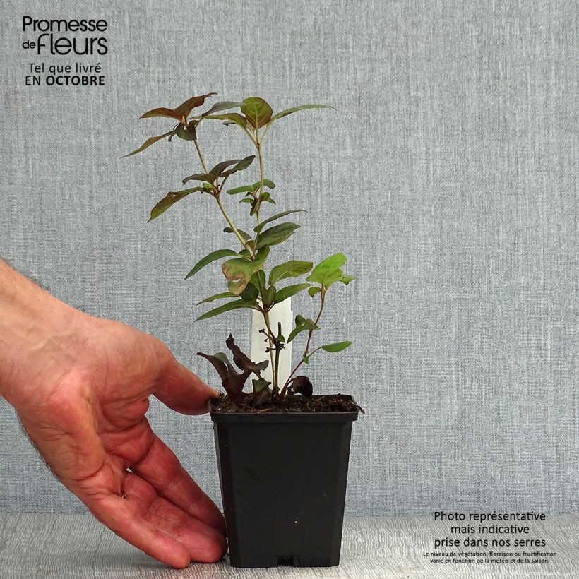 Spécimen de Lysimachia ciliata Fire Cracker Godet de 8/9 cm tel que livré en automne