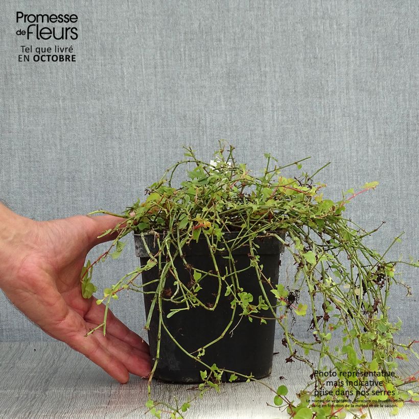 Spécimen de Lysimachia nummularia aurea Pot de 2L/3L tel que livré en automne