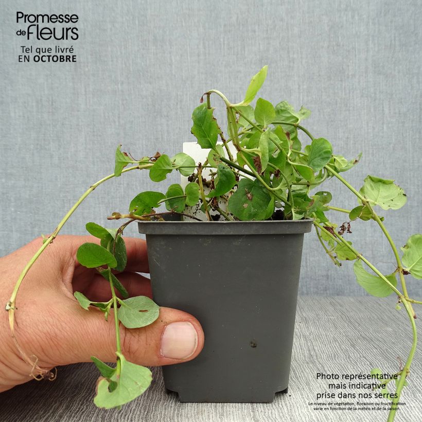 Spécimen de Lysimachia nummularia - Herbe aux écus Godet de 8/9 cm tel que livré en automne