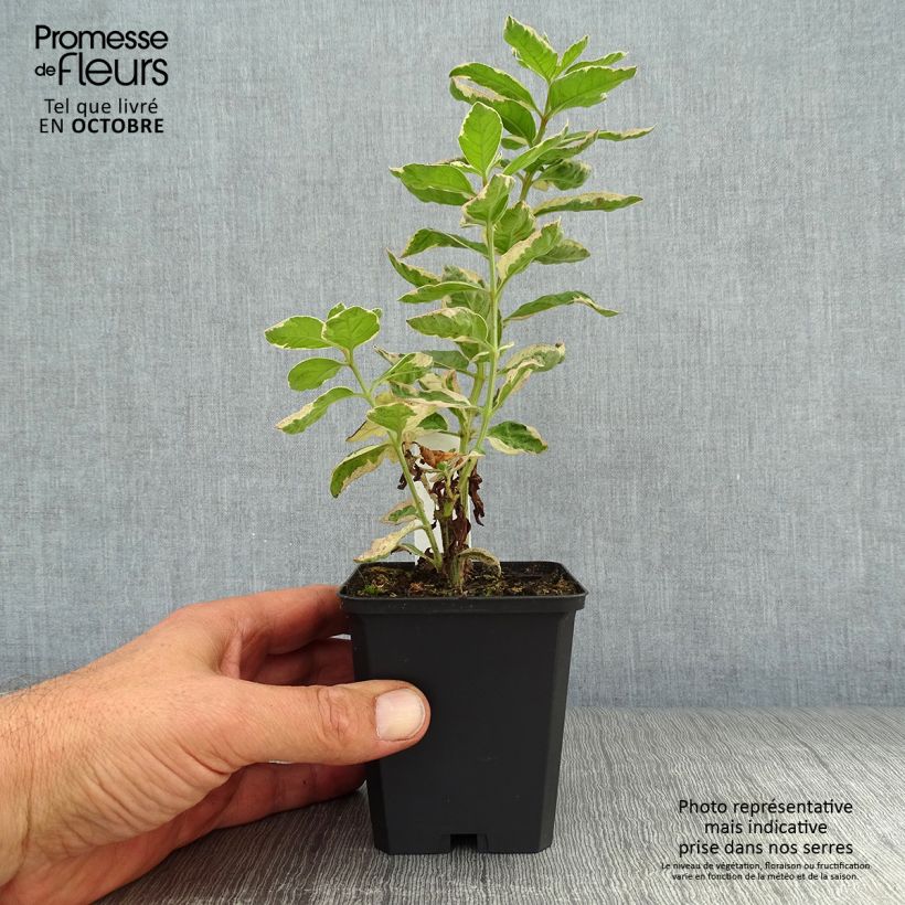 Spécimen de Lysimachia punctata Alexander - Lysimaque panachée Godet de 8/9 cm tel que livré en automne