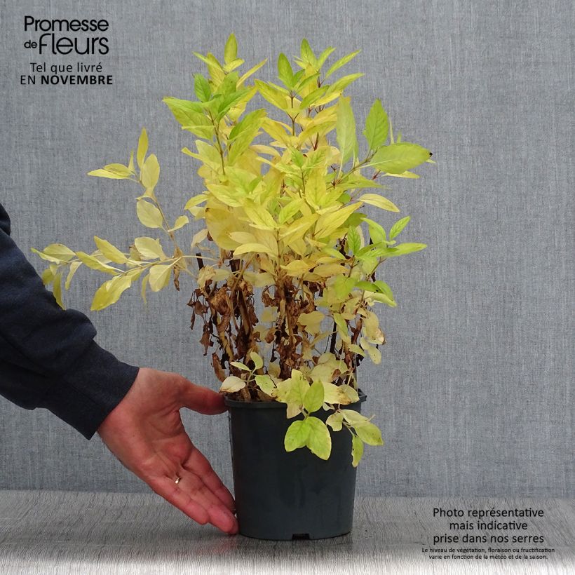 Spécimen de Lysimachia punctata - Lysimaque ponctuée Pot de 2L/3L tel que livré en automne