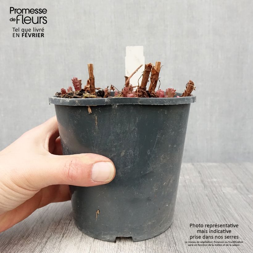 Spécimen de Lysimachia punctata - Lysimaque ponctuée Pot de 2L/3L tel que livré en hiver