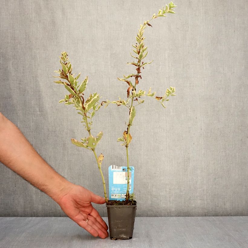 Spécimen de Lysimachia punctata Variegata - Lysimaque ponctuée Godet de 8/9 cm tel que livré en automne