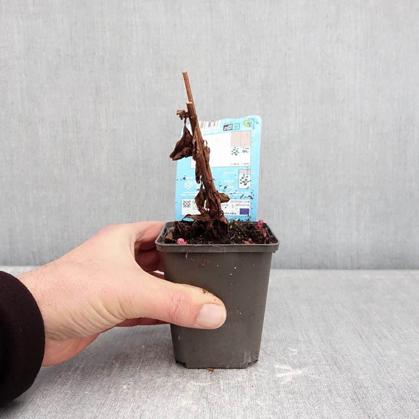 Spécimen de Lysimachia punctata Variegata - Lysimaque ponctuée Godet de 8/9 cm tel que livré en hiver