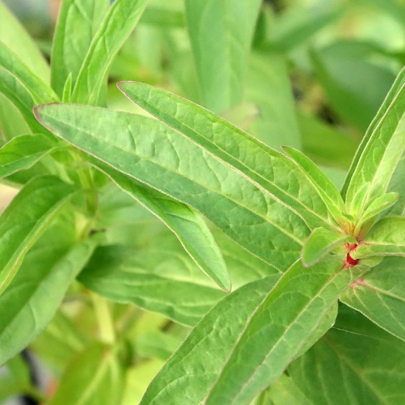 Lysimachia thyrsiflora - Lysimaque à fleurs en thyrse (Feuillage)