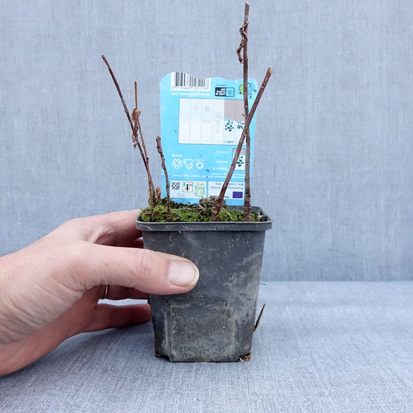 Spécimen de Lysimachia thyrsiflora - Lysimaque à fleurs en thyrse Godet de 8/9 cm tel que livré en hiver