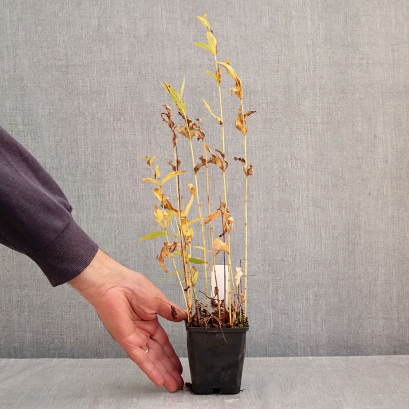 Spécimen de Lysimachia vulgaris - Lysimaque commune  Godet de 8/9 cm tel que livré en automne