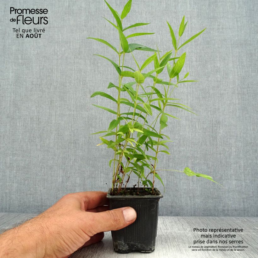 Spécimen de Lysimachia vulgaris - Lysimaque commune  Godet de 8/9 cm tel que livré en été
