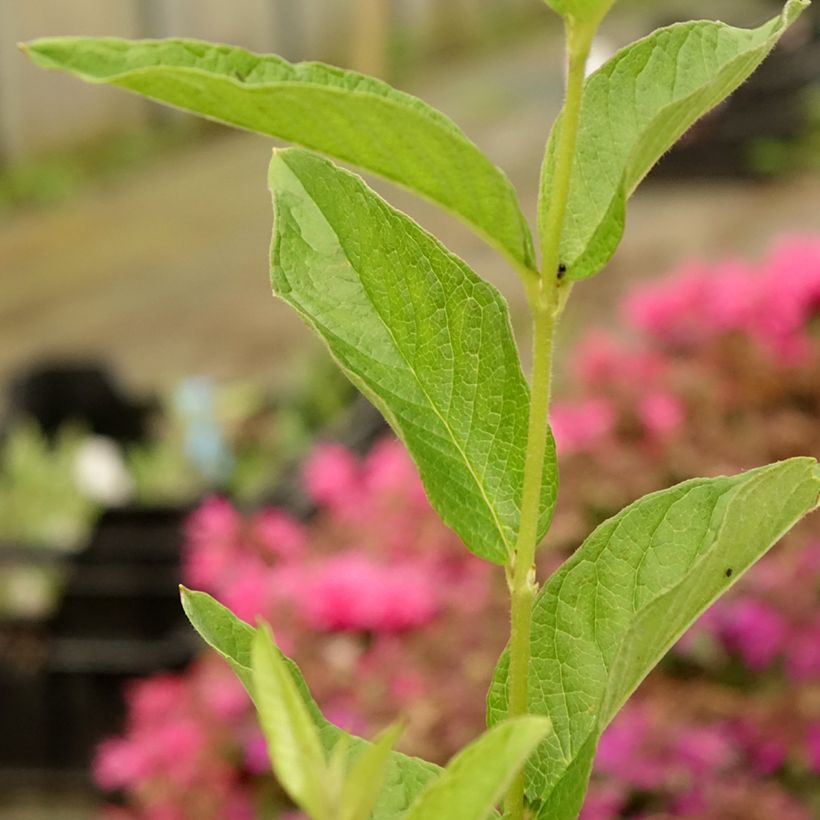 Lysimachia vulgaris - Lysimaque commune (Feuillage)