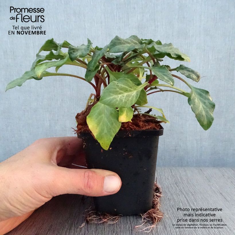 Spécimen de Lysimaque pourpre - Lysimachia atropurpurea Beaujolais Godet de 8/9 cm tel que livré en automne