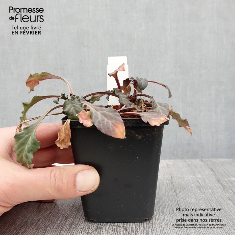 Spécimen de Lysimaque pourpre - Lysimachia atropurpurea Beaujolais Godet de 8/9 cm tel que livré en hiver