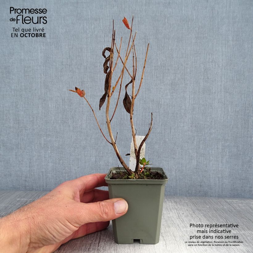 Spécimen de Lythrum salicaria Blush - Salicaire commune Godet de 8/9 cm tel que livré en automne