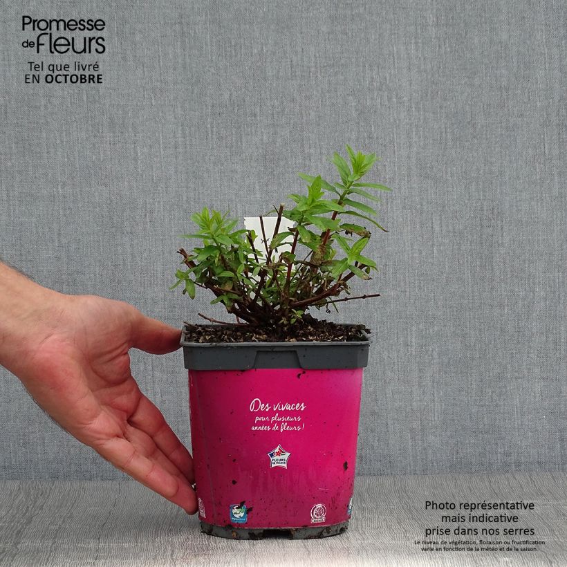 Spécimen de Lythrum salicaria Robert - Salicaire commune Pot de 2L/3L tel que livré en automne