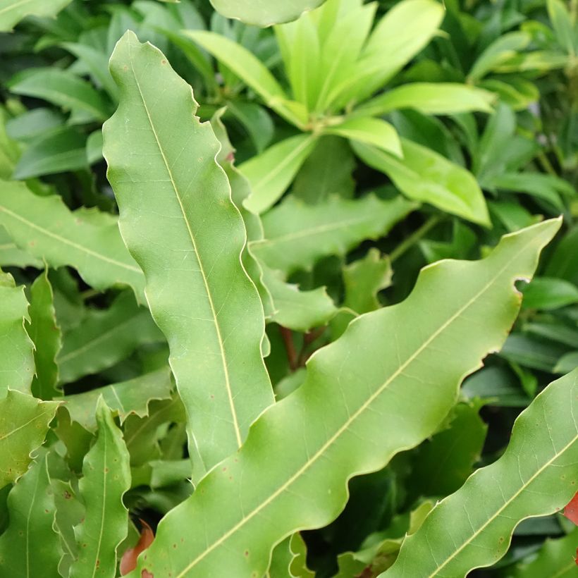 Macadamia Beaumont - Noix de Macadamia (Feuillage)
