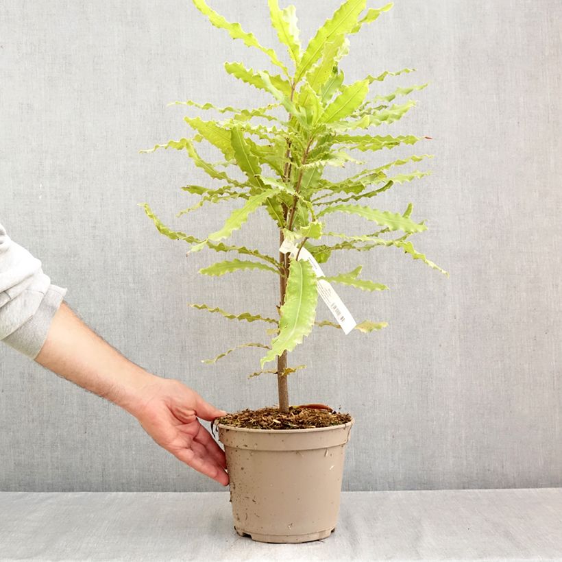 Spécimen de Macadamia Beaumont - Noix de Macadamia Pot de 4L/5L tel que livré en automne