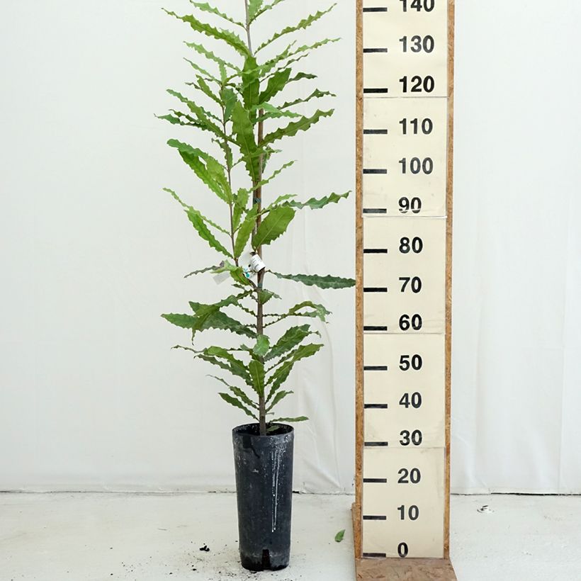 Spécimen de Macadamia integrifolia - Noix de Macadamia Pot de 4L/5L tel que livré en automne