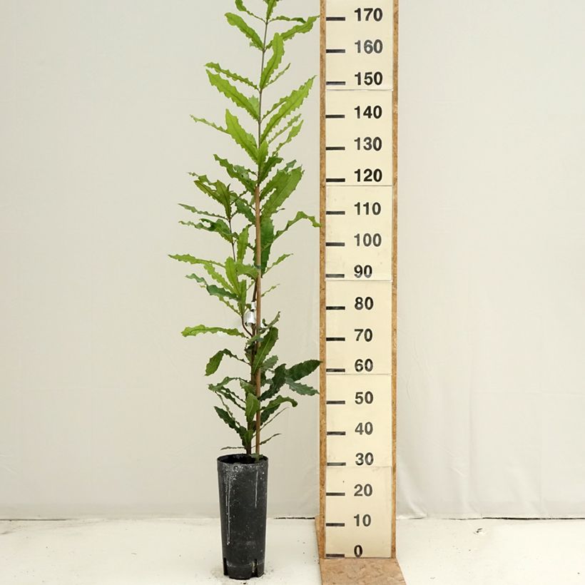 Spécimen de Macadamia integrifolia - Noix de Macadamia Pot de 4L/5L tel que livré en été
