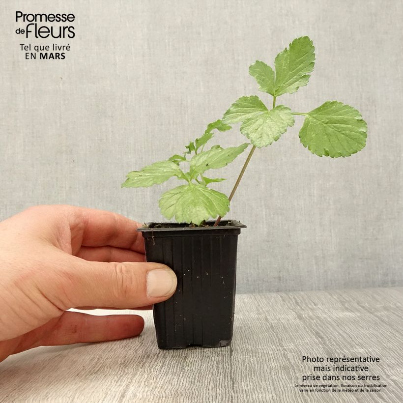 Spécimen de Maceron - Smyrnium olusatrum Godet de 7/8 cm tel que livré au printemps