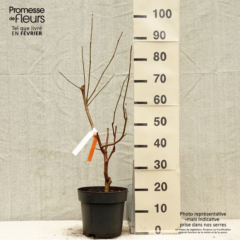 Spécimen de Magnolia acuminata Blue Baby Pot de 6L/7L tel que livré en hiver