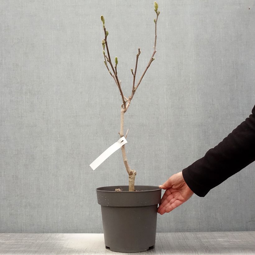Amostra de Magnolia acuminata Blue Baby Vaso de 6 L/7 L tal como entregue na primavera