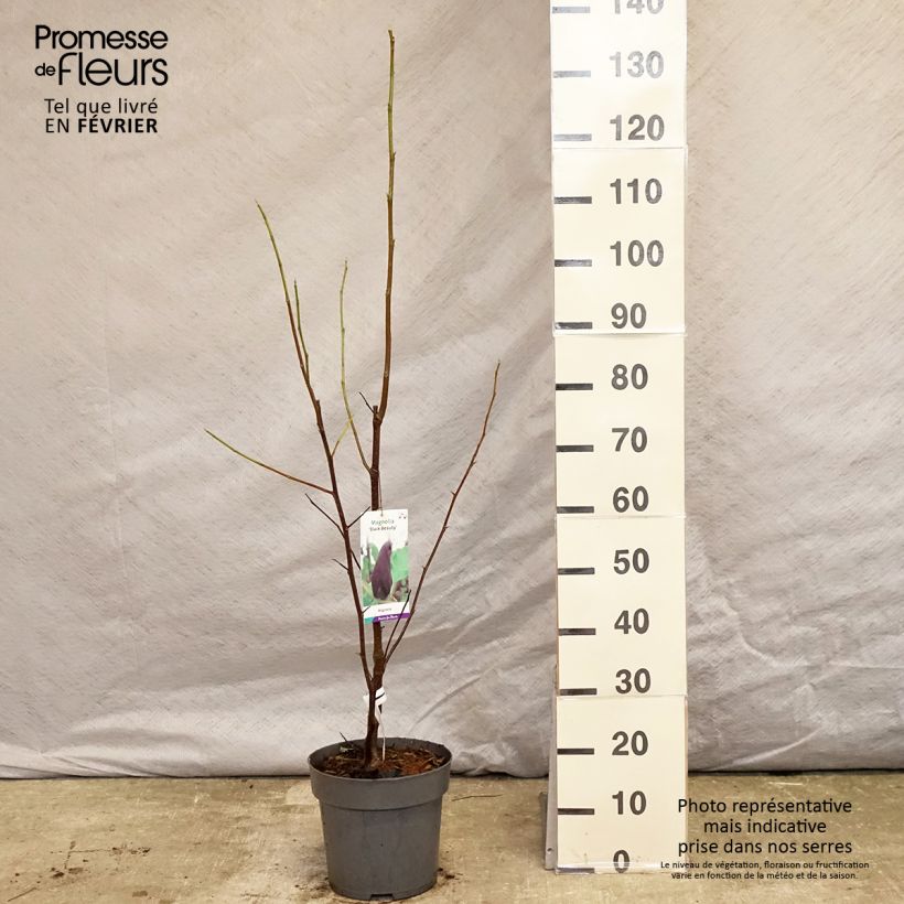 Spécimen de Magnolia Black Beauty Pot de 6L/7L tel que livré en hiver