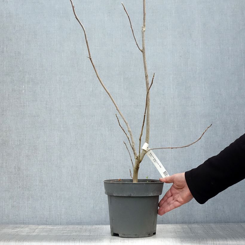 Spécimen de Magnolia Black Tulip Pot de 4L/5L tel que livré en automne
