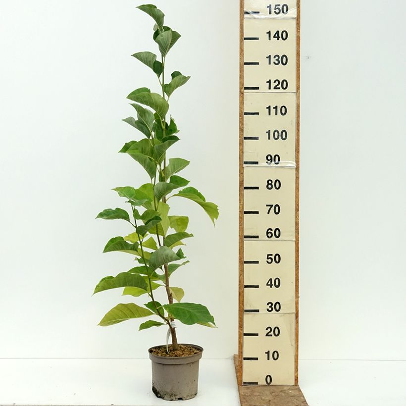Spécimen de Magnolia brooklynensis Eva Maria Pot de 4L/5L tel que livré en été