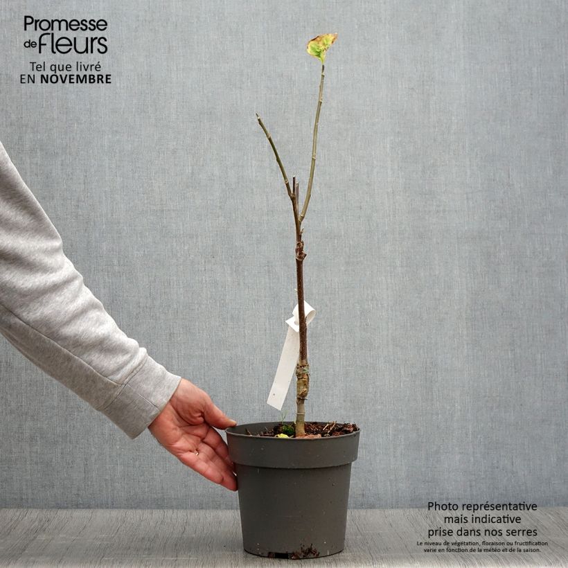 Spécimen de Magnolia brooklynensis Yellow Bird Pot de 3L/4L tel que livré en automne