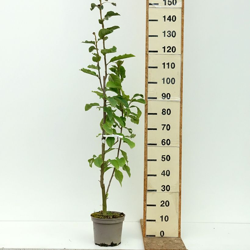 Spécimen de Magnolia Burgundy Star Pot de 4L/5L tel que livré en été